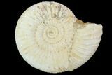 Perisphinctes Ammonite - Jurassic #100209-1